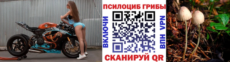 Псилоцибиновые грибы Psilocybe  Узловая 